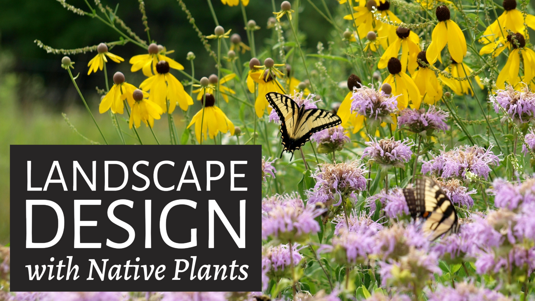 Landscape Design with Native Plants image