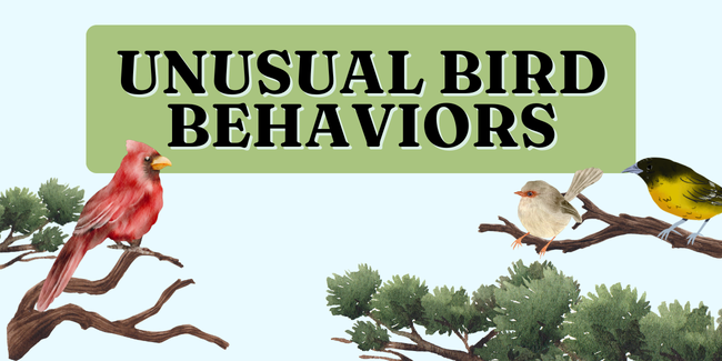 West - DMR - Southern Arizona - "Unusual Bird Behaviors" with Dan Weisz - 2026 image