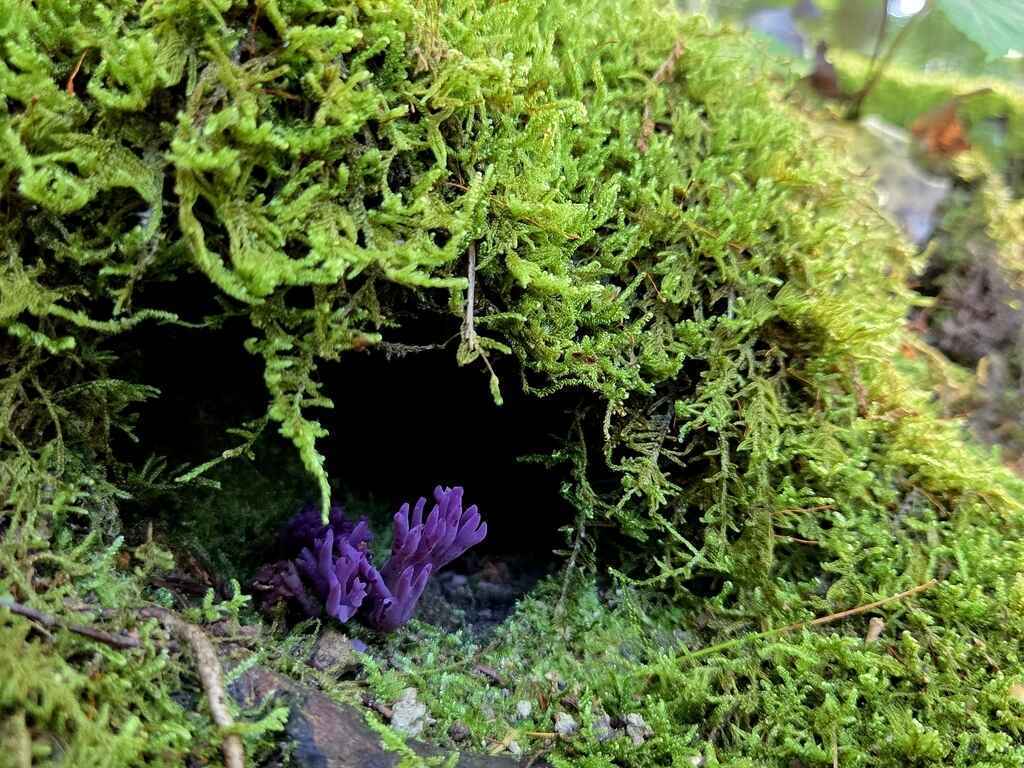 Lunch & Learn: Researching Moss in PA image