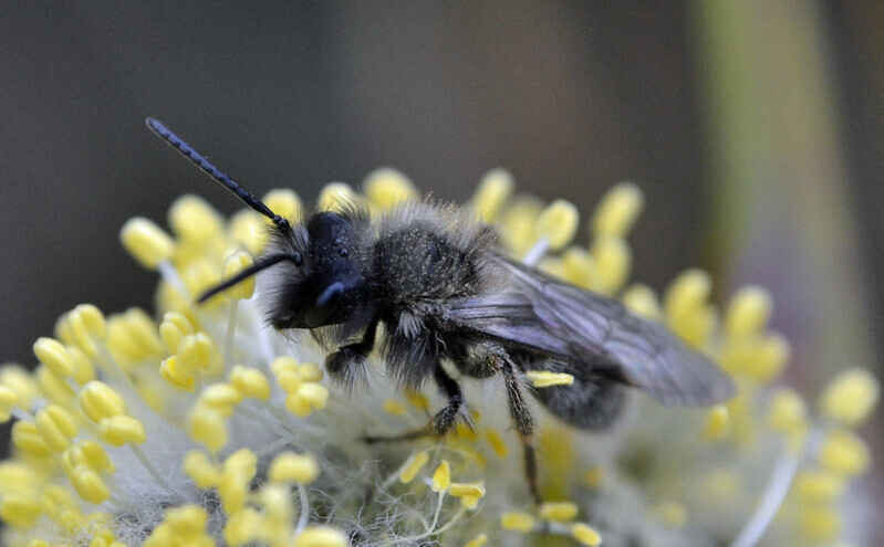 Native Bees of PA Webinar image
