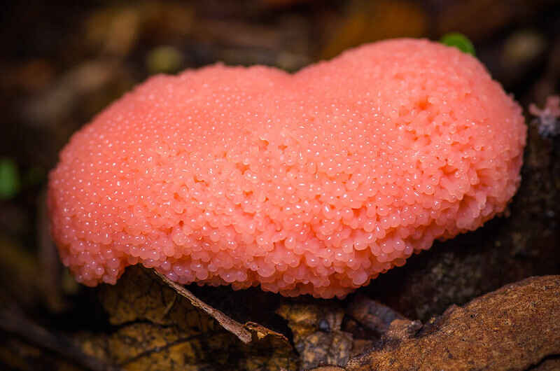 Beginner's Mushroom ID at DMH image