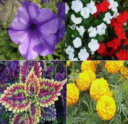 Annual Plant Sale image