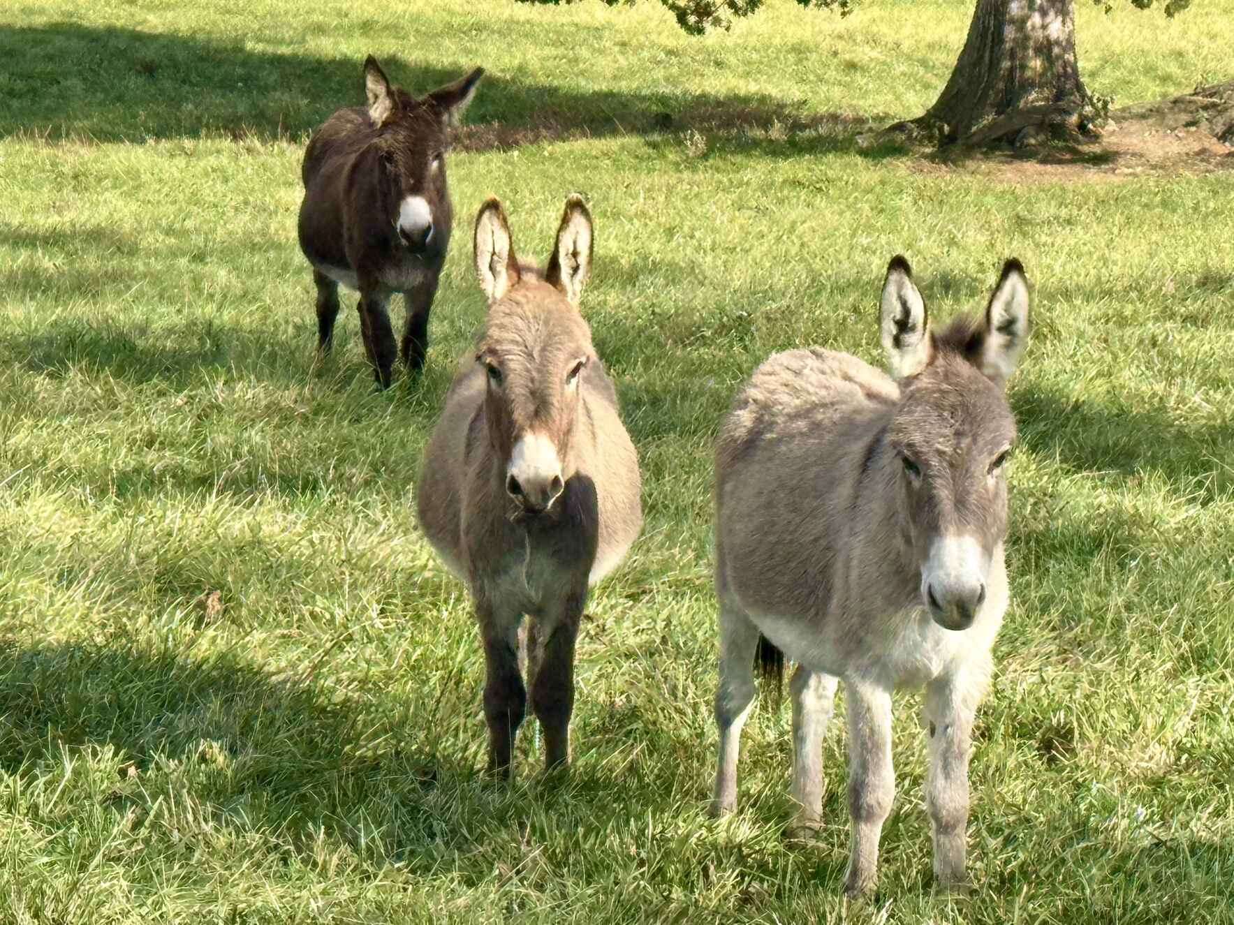 Visit Little Longears July 19, 2026 image