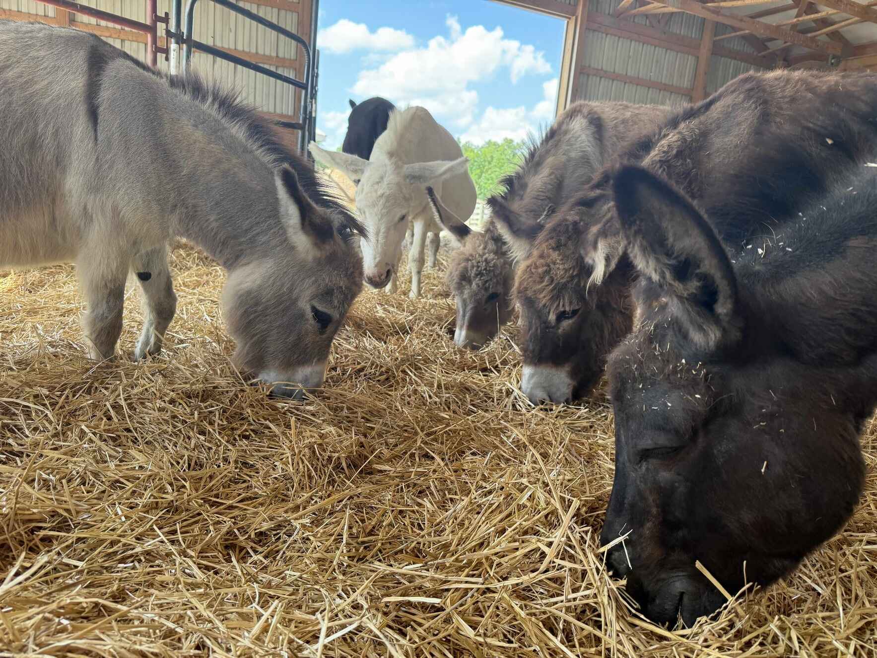 Dinner with the Donkeys 2026 image