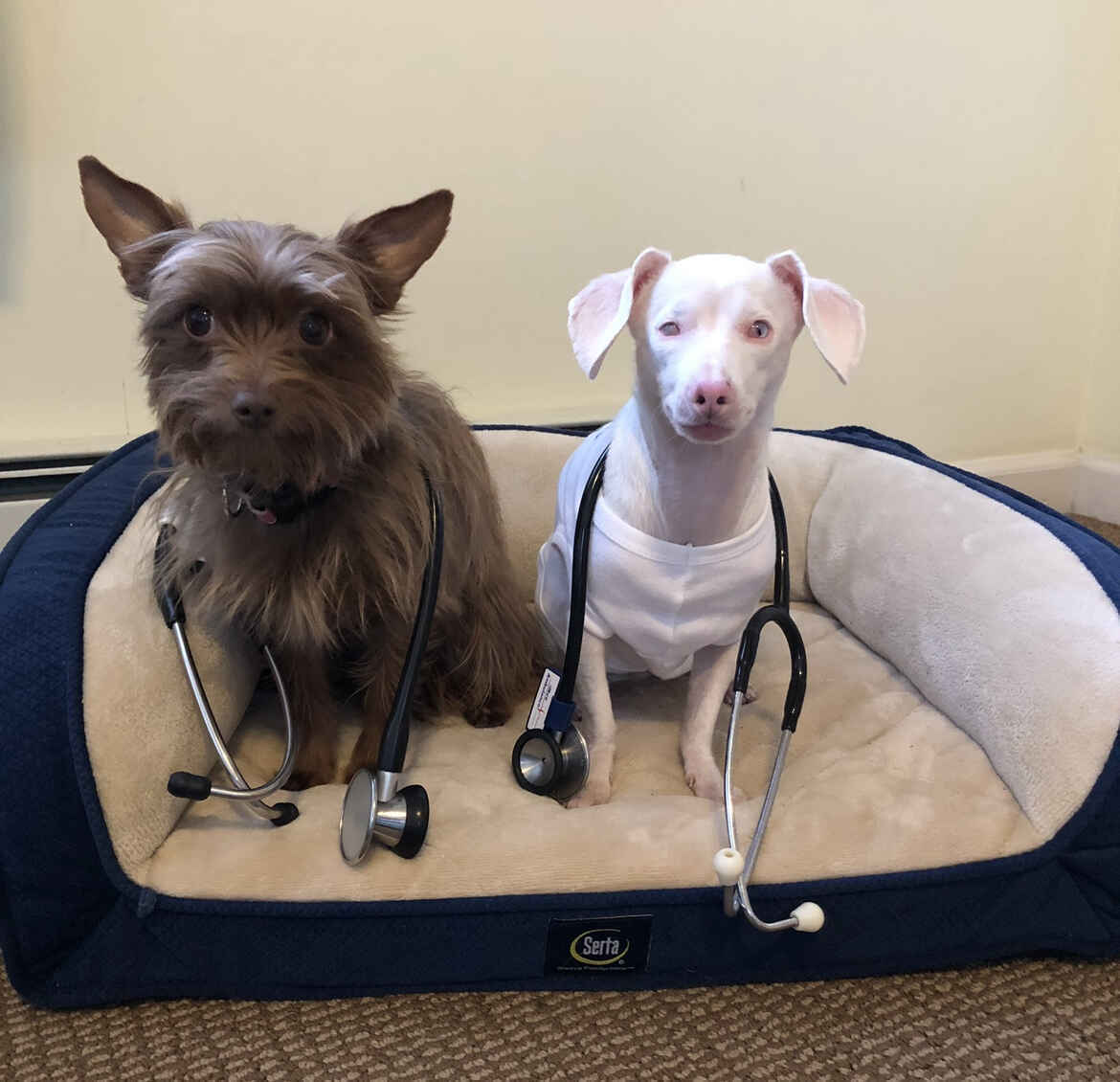 At Home PEs (physical exams) for Pups! Celebrating proactive wellness for your dog.  image