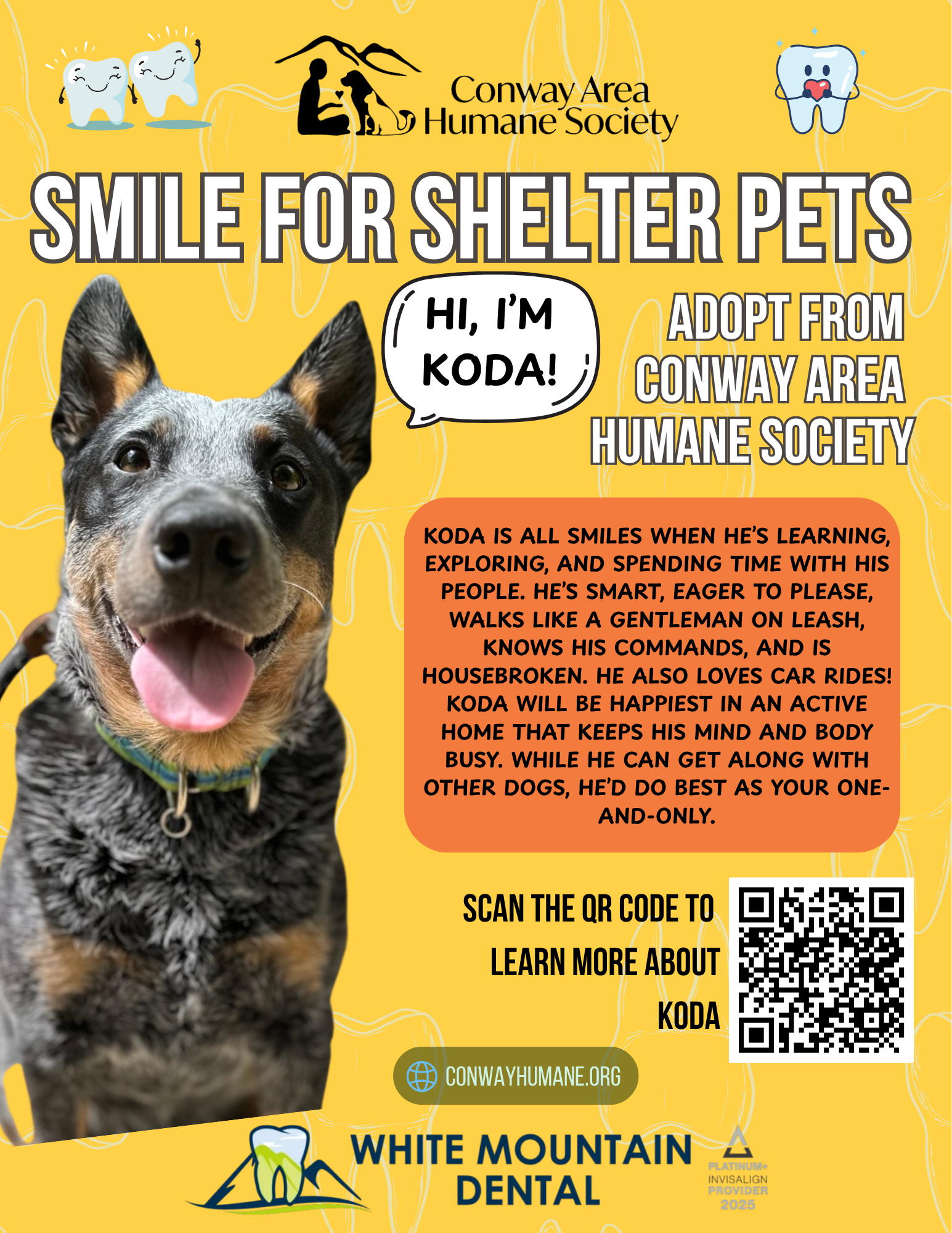 Smile for Shelter Pets image