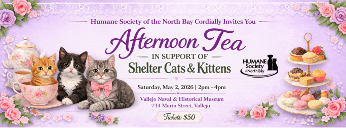 Afternoon Tea For Our Cats and Kittens image
