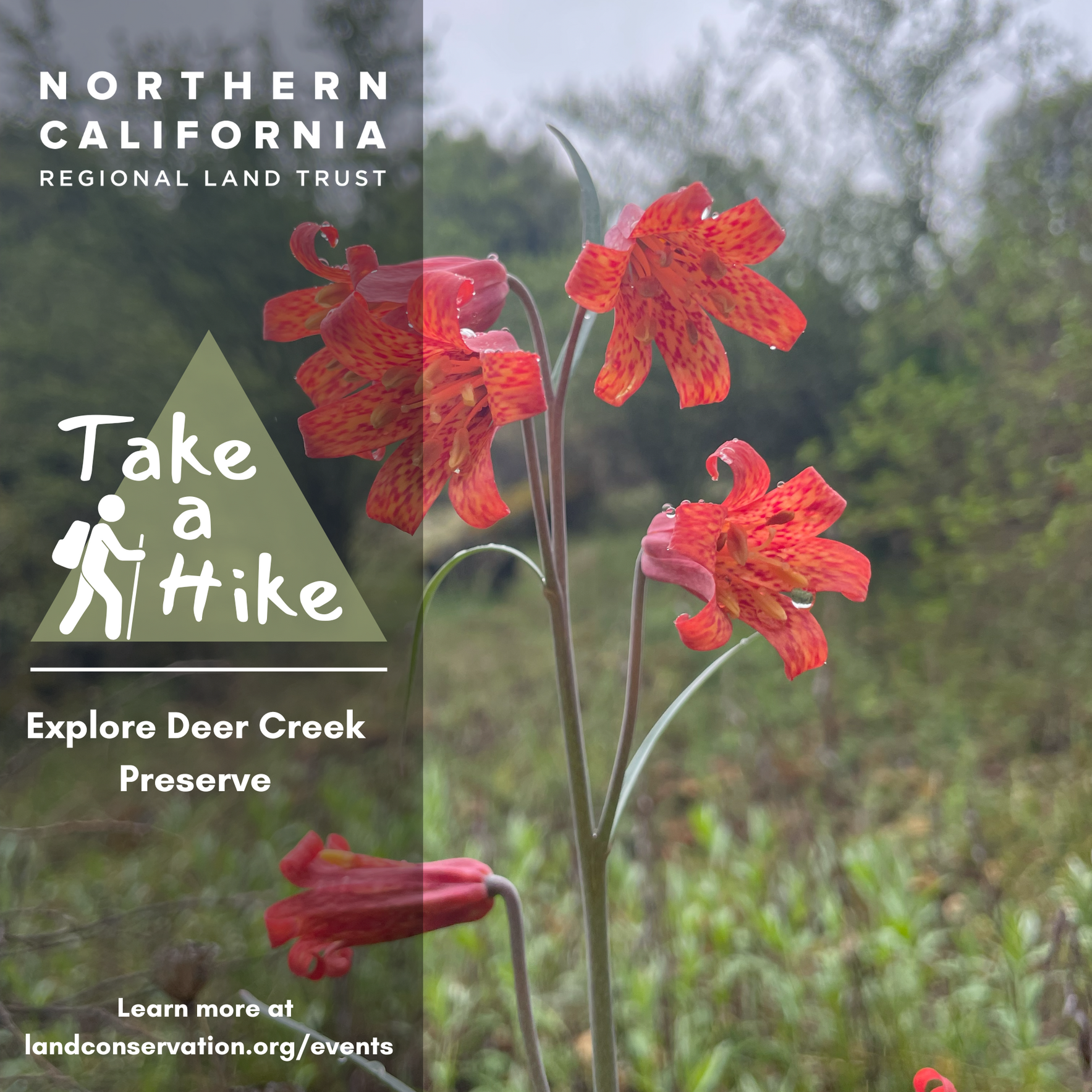 Take A Hike: A Wildflower Walk with California Native Plant Society image