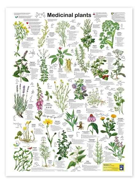 Garden Talk: Exploring Medicinal Plants & Their Uses image