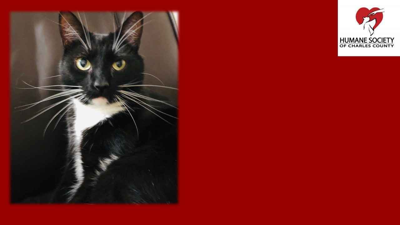 Tom's Feline Fund Helps Shelter Cats Get Adopted image