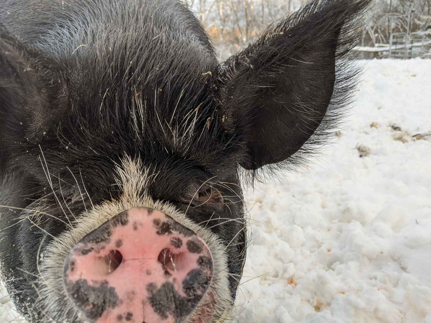 Sponsor Osa Pig image