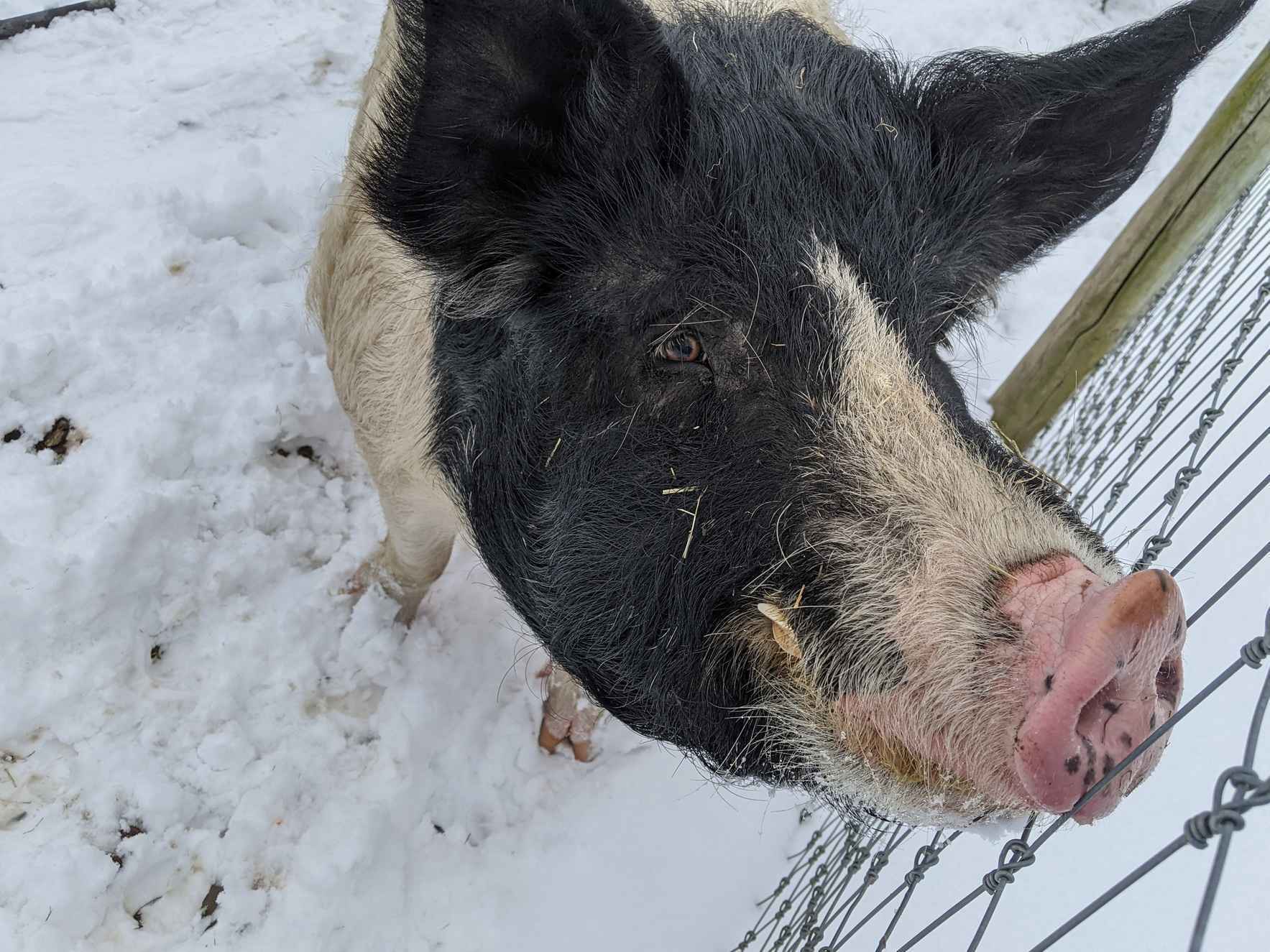 Sponsor Danny Boy Pig image