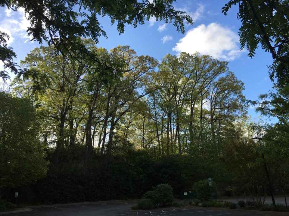 Donate now to save the last stand of mature trees downtown image