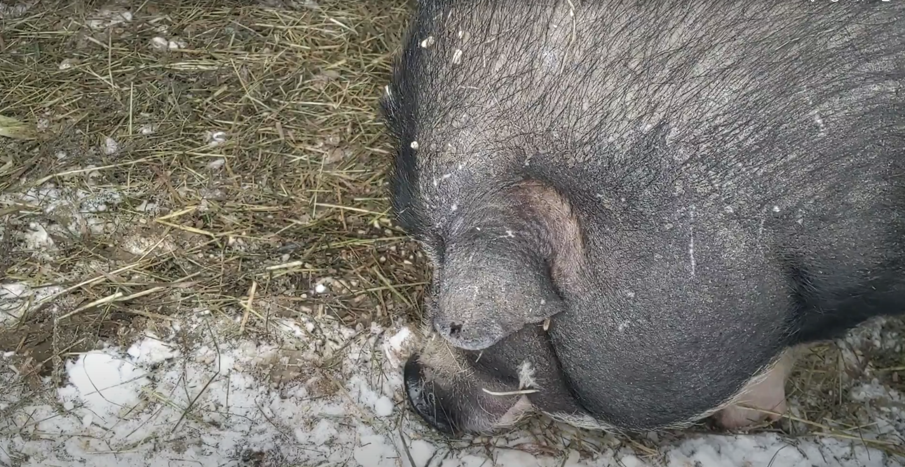 Sponsor Tofu Pig image