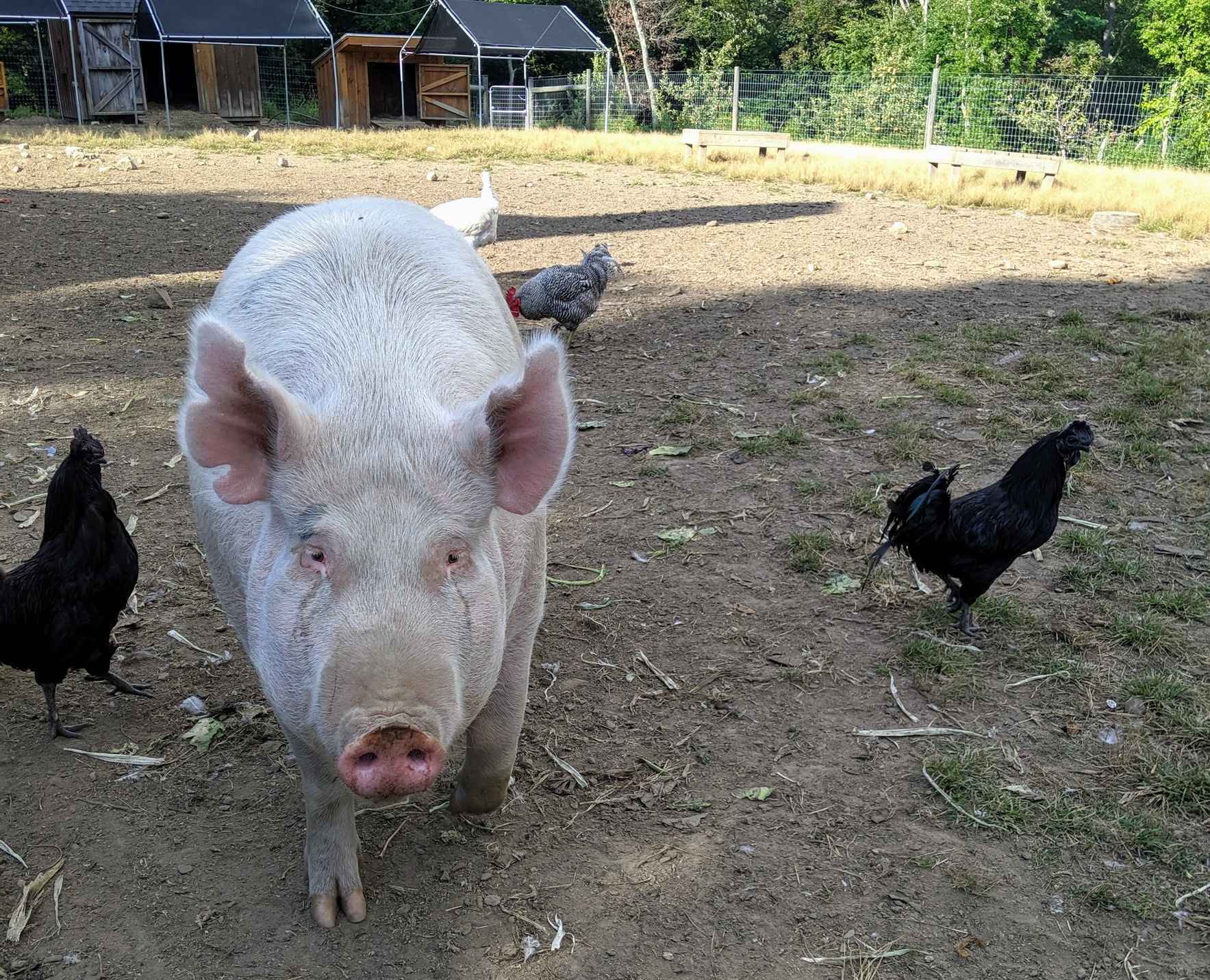 Sponsor Penny Blossom Pig image