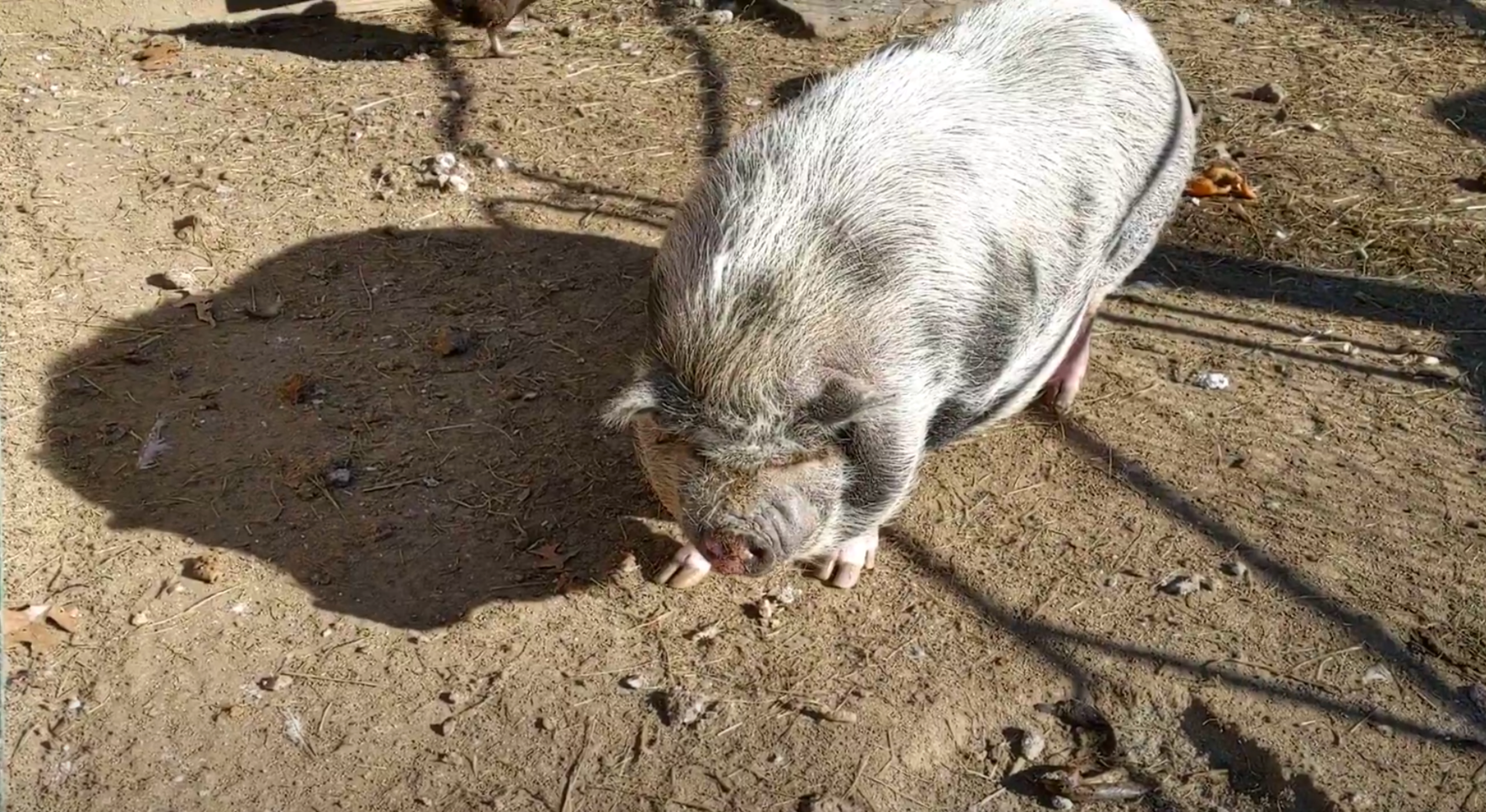 Sponsor Lunchbox Pig image