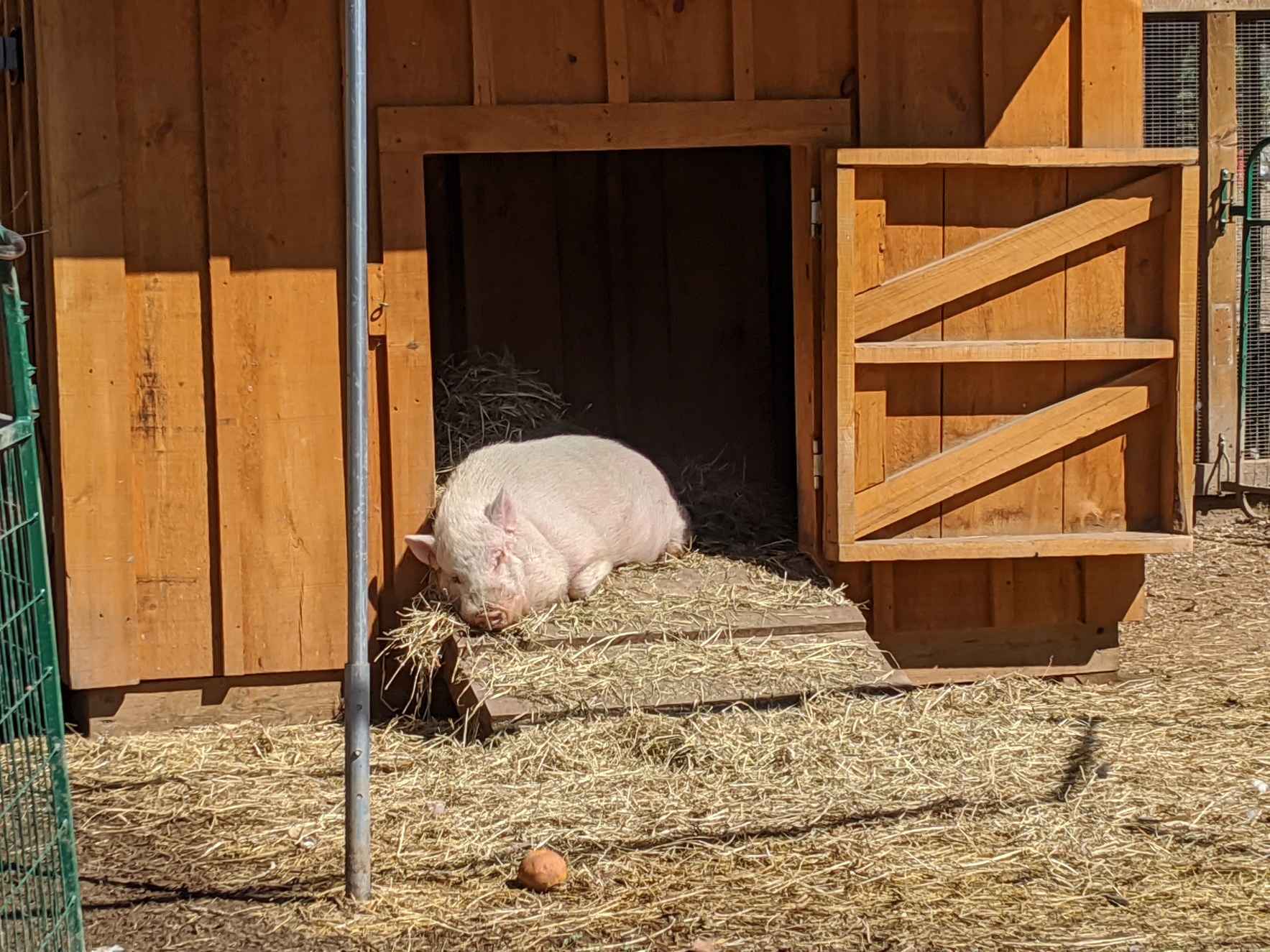 Sponsor George Pig image
