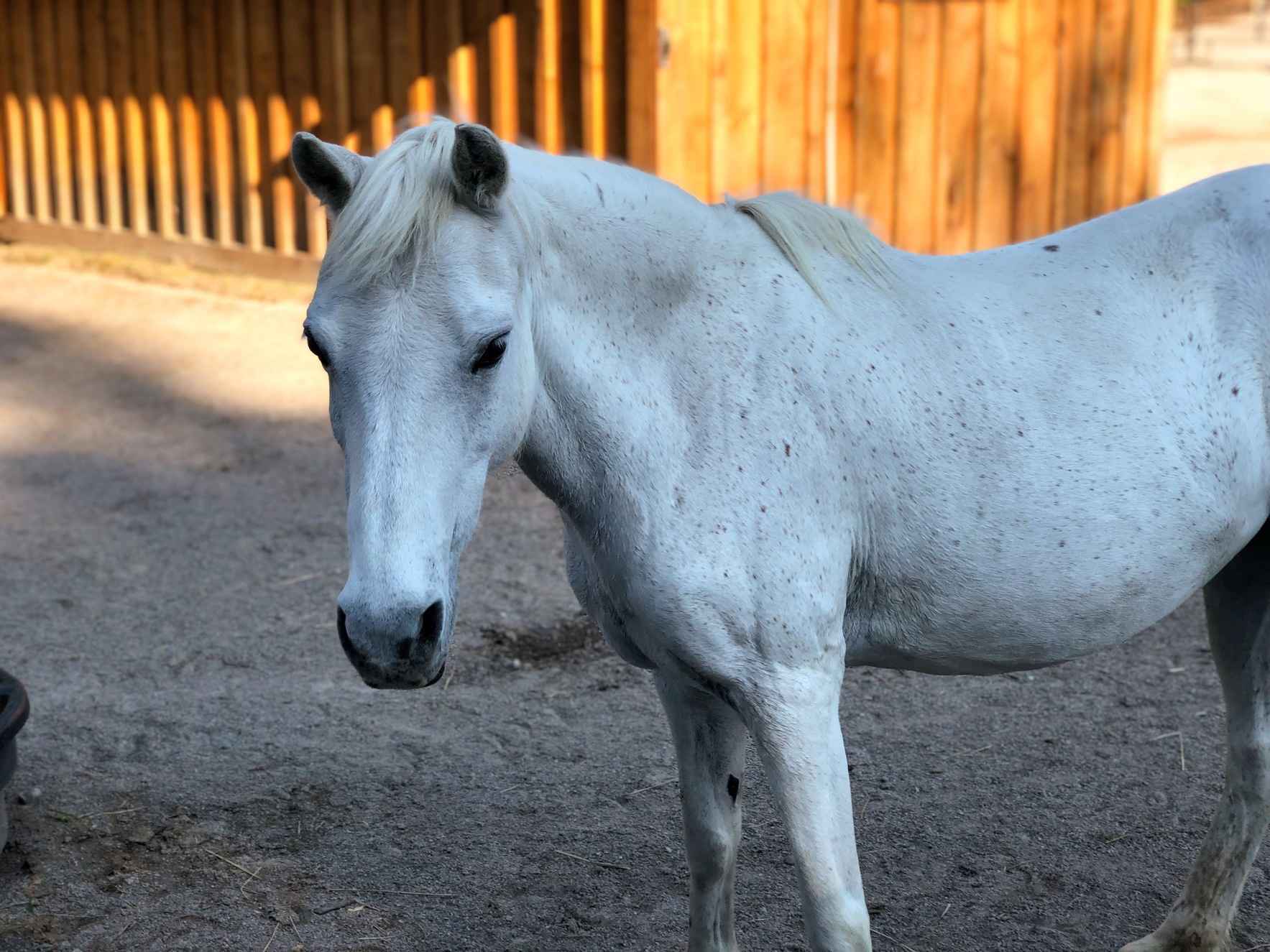 Sponsor Sweetie the Pony image