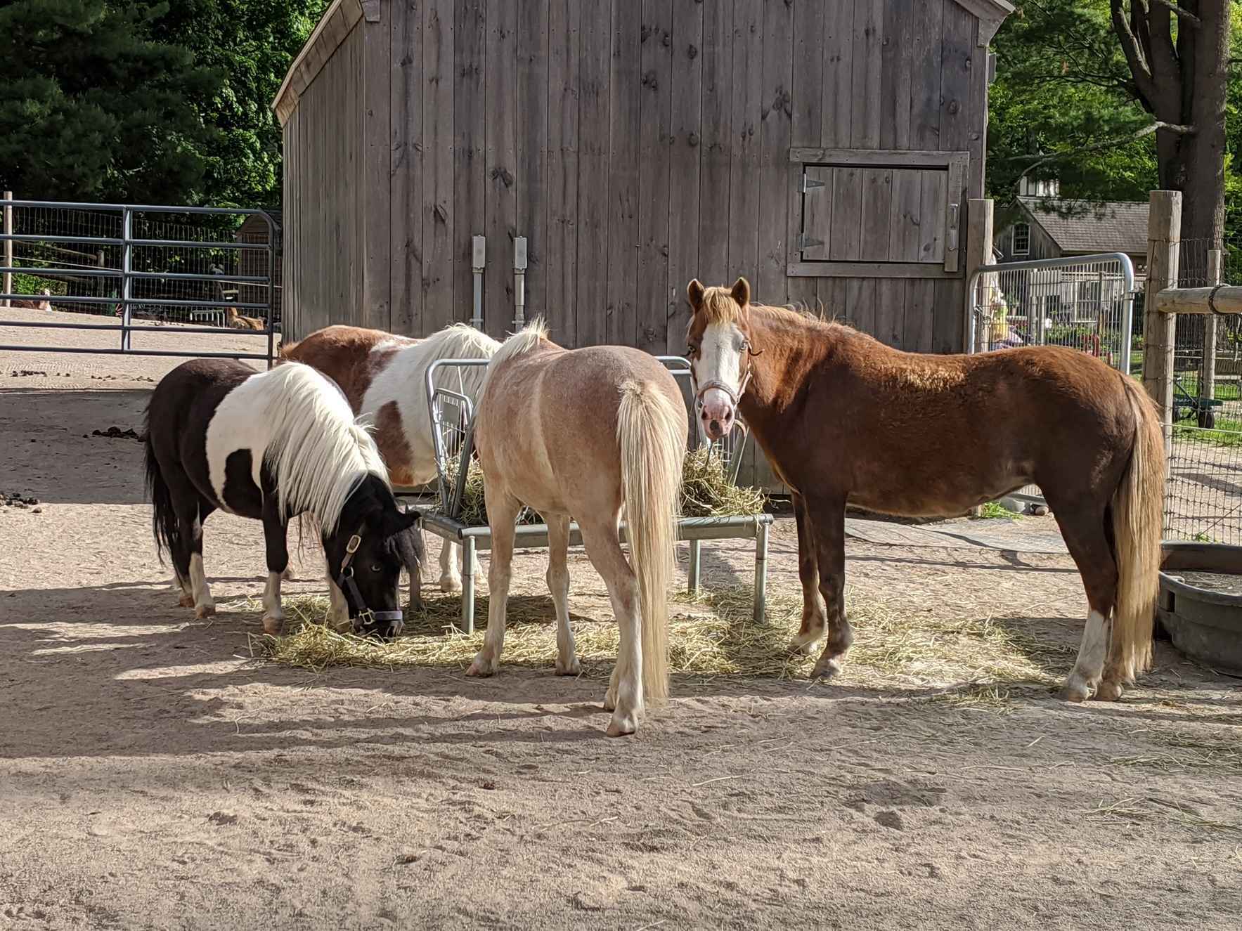 Sponsor Dory the Pony image