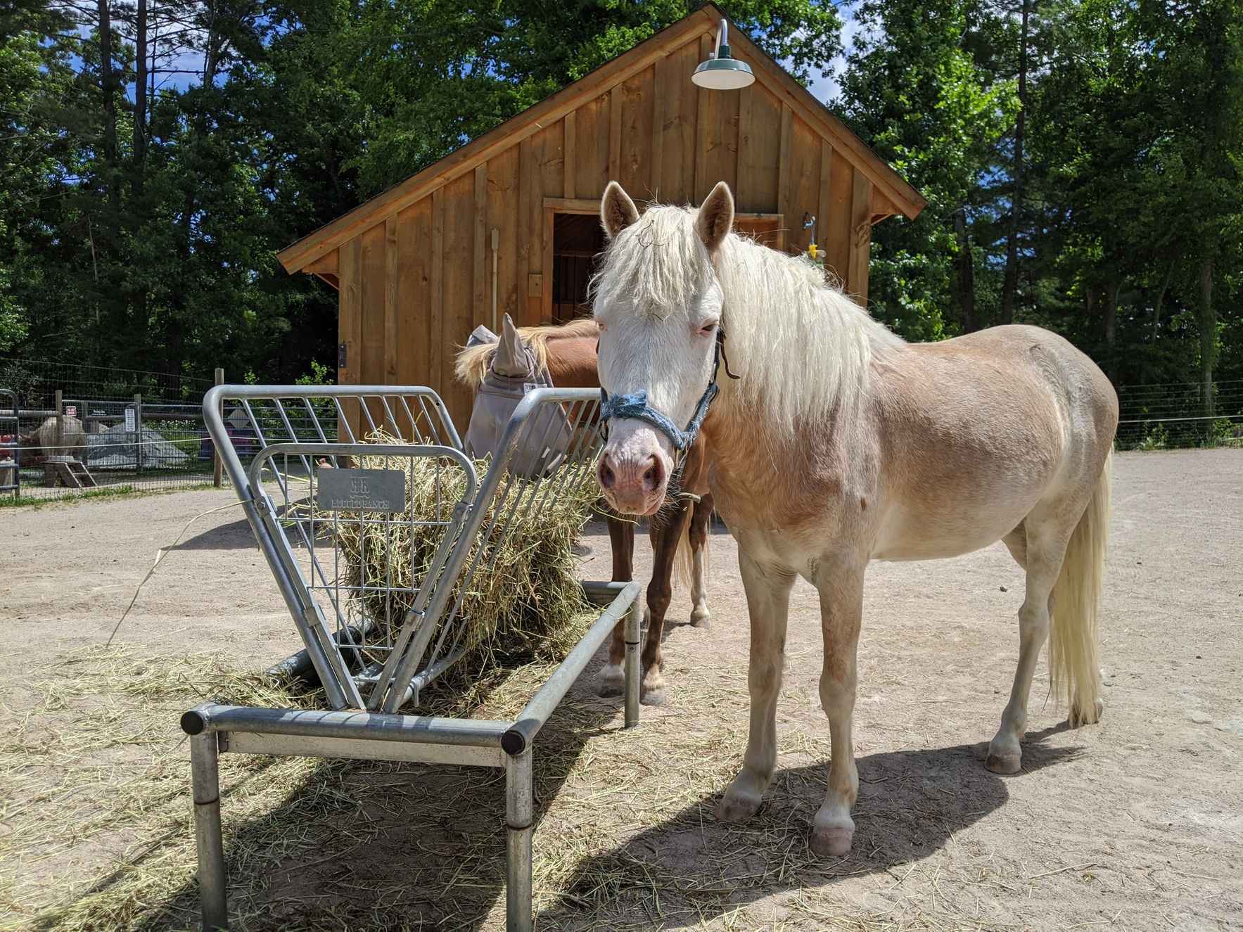 Sponsor Squirt the Pony image