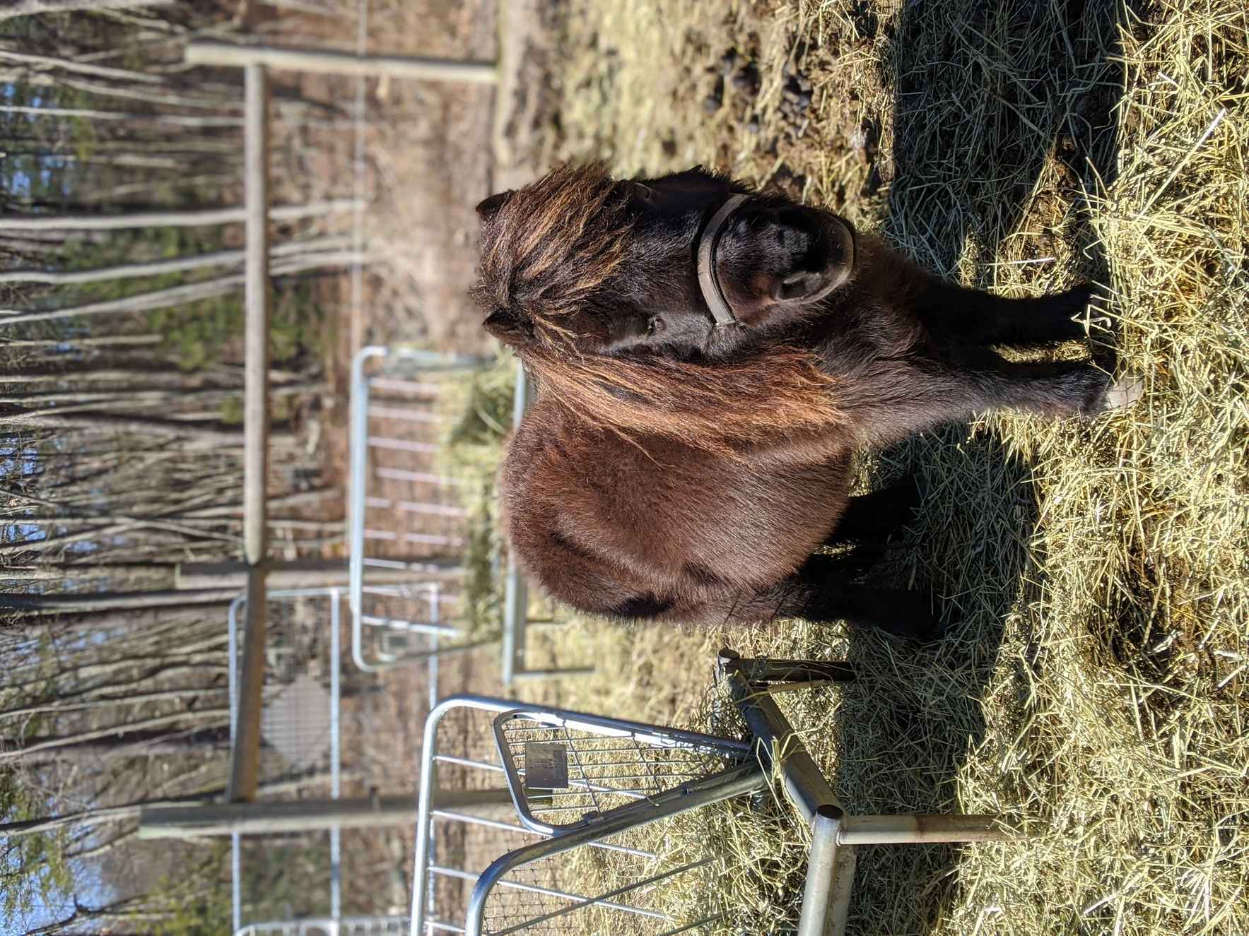 Sponsor Cash the Minihorse image