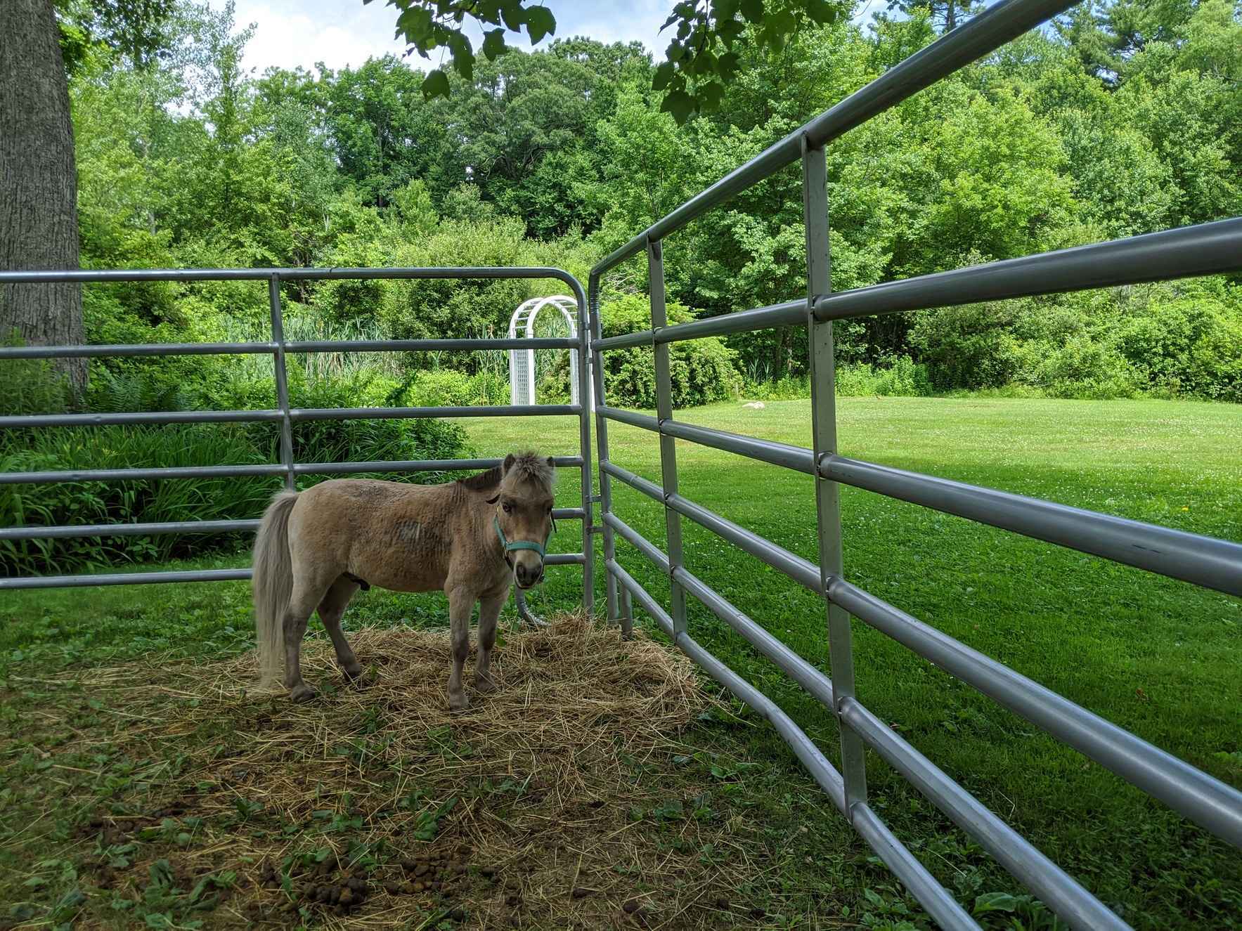 Sponsor Goldy the Minihorse image