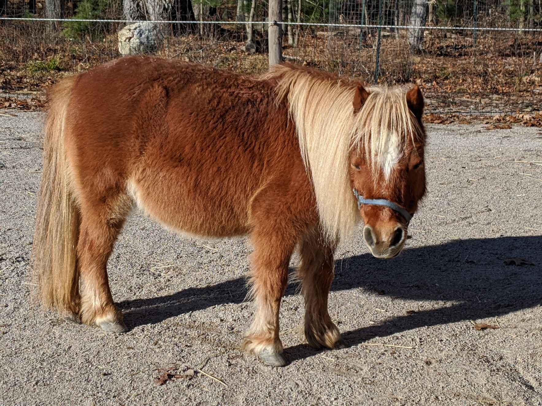 Sponsor Gypsy Minihorse image