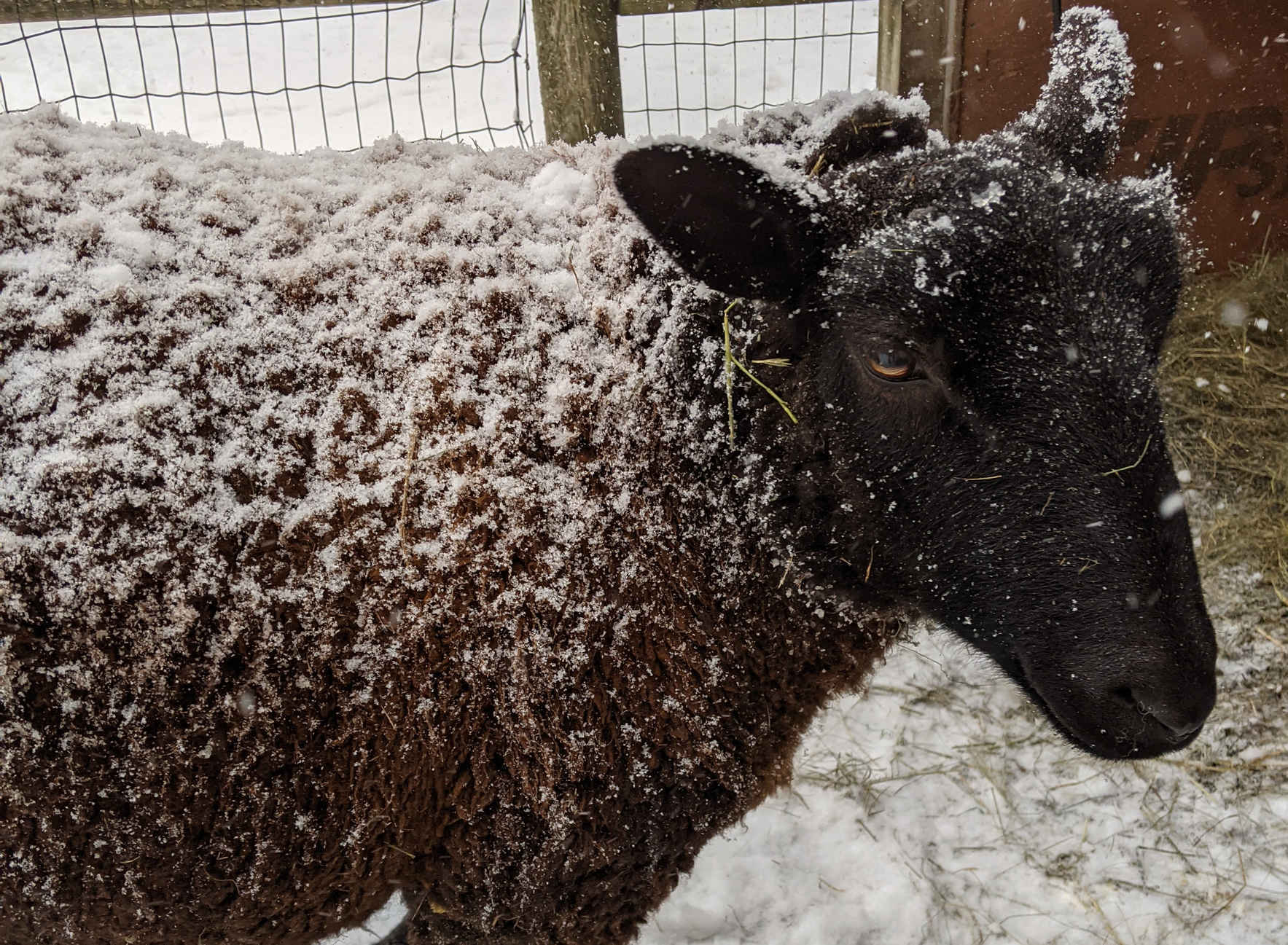 Sponsor Shaun Sheep image
