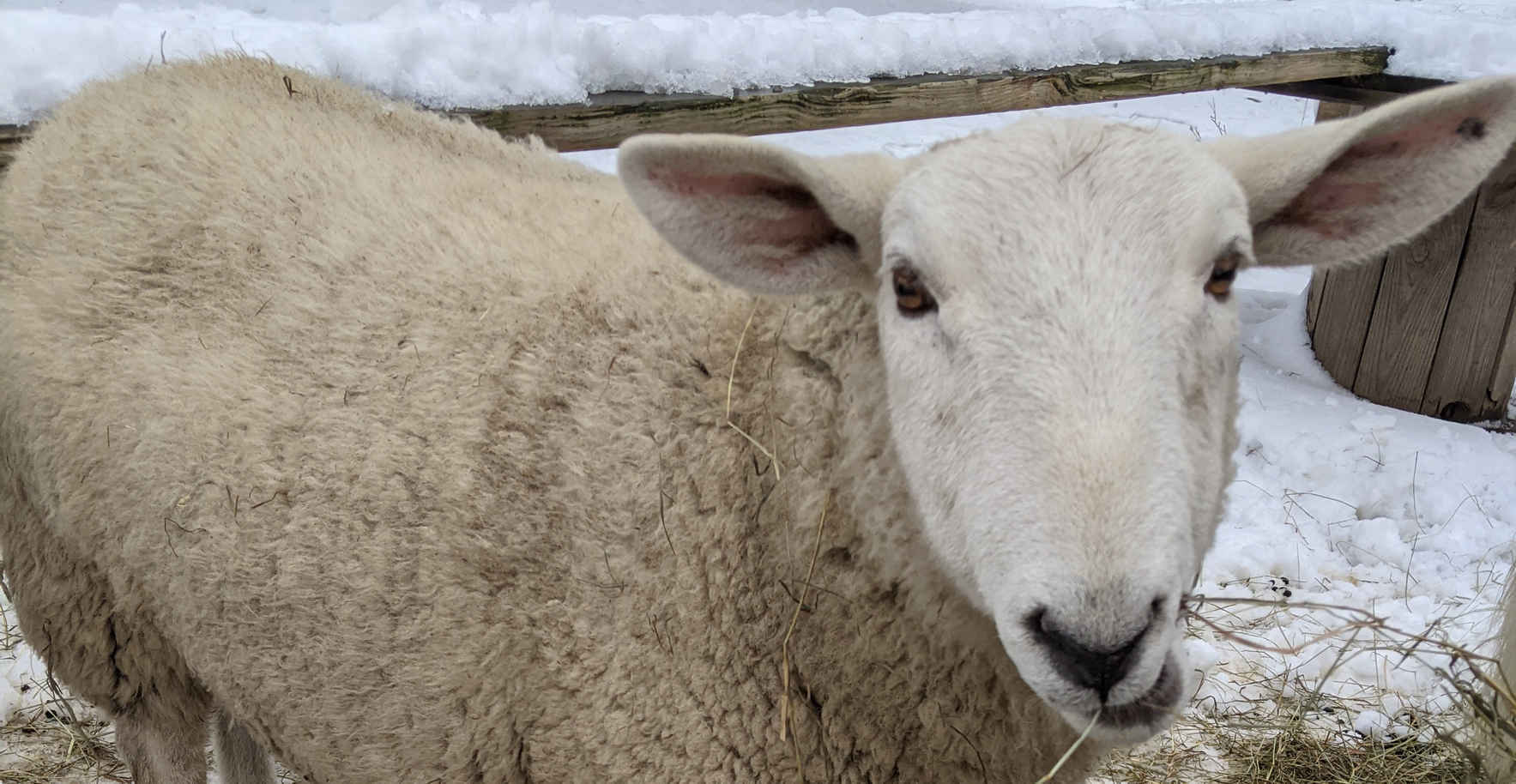 Sponsor Good Will Sheep image