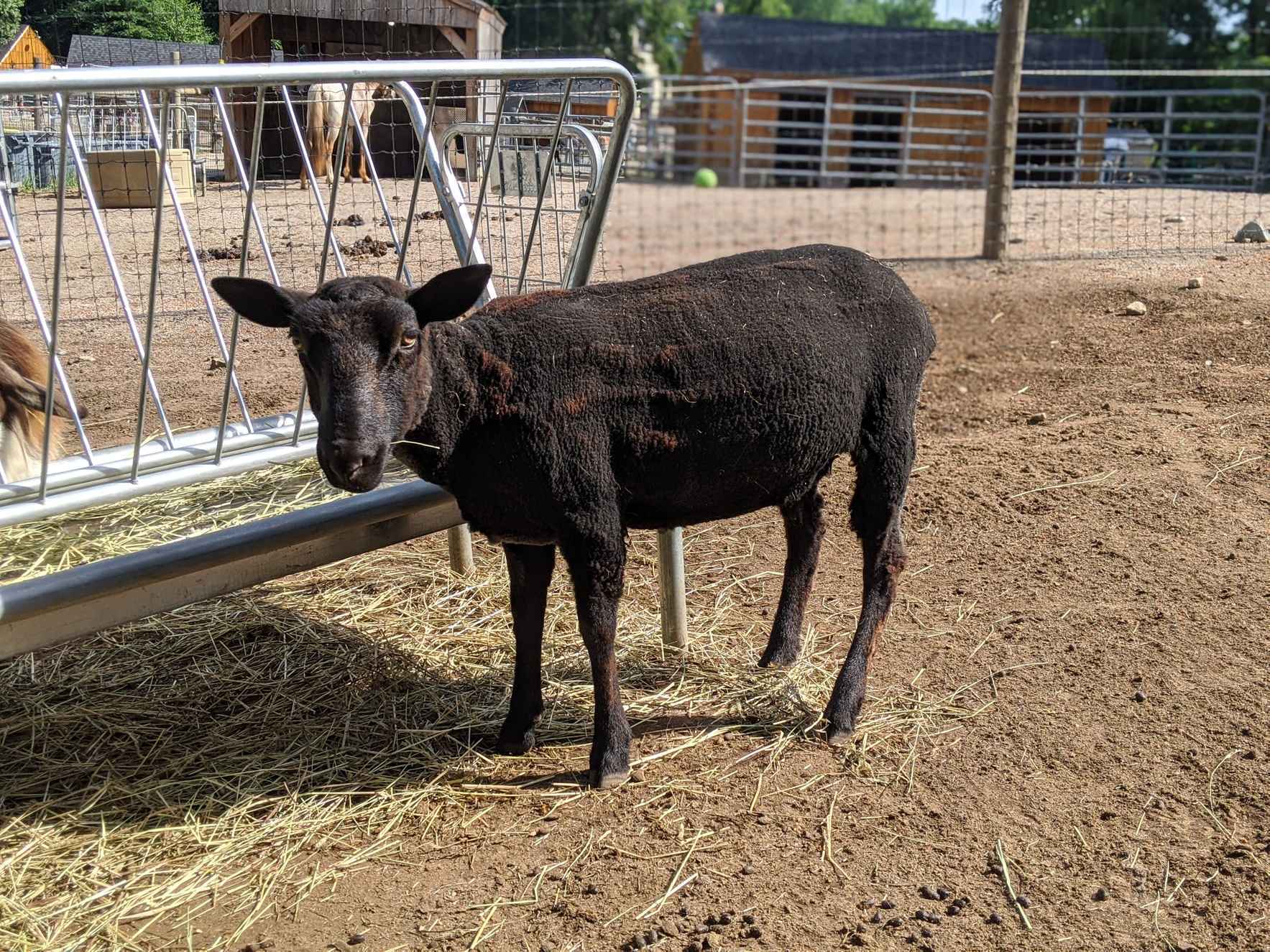 Sponsor Charlotte Sheep image