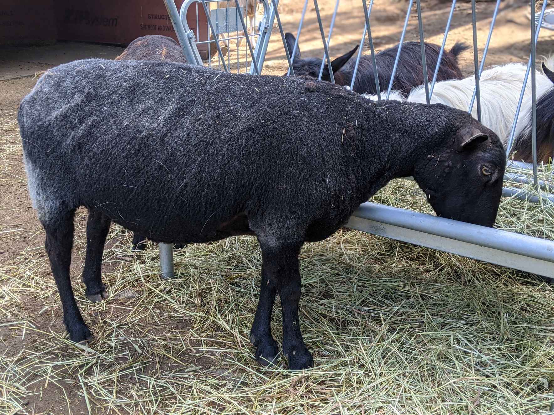 Sponsor Lila Sheep image