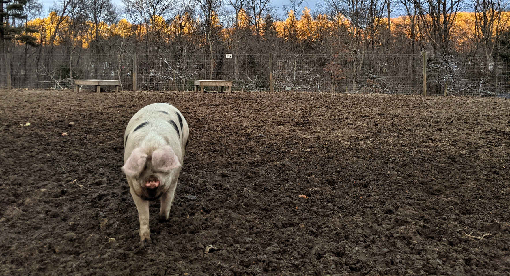 Sponsor Amelia Pig image