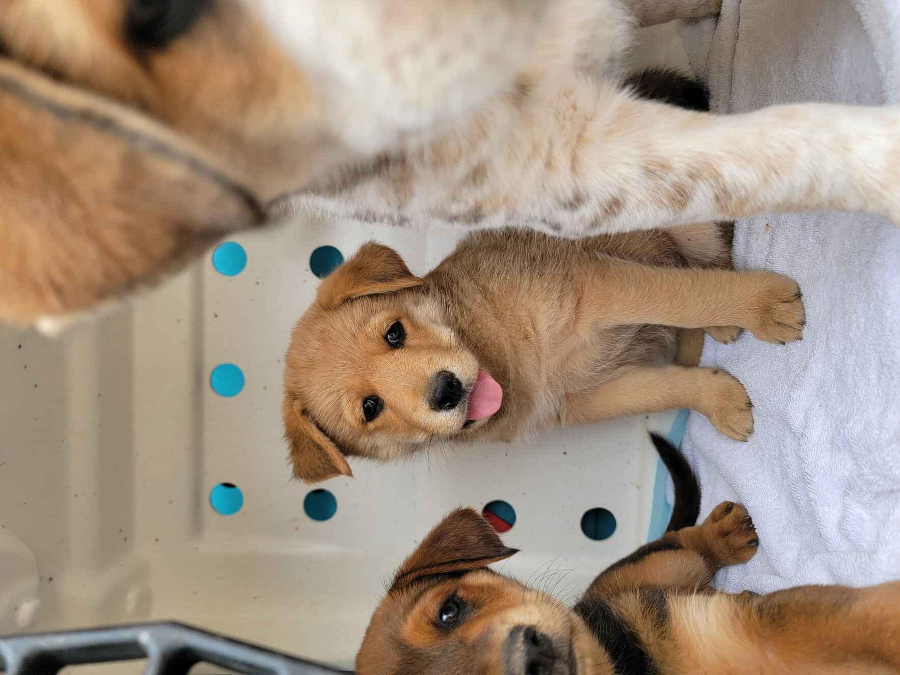 The dogs on the reservation need your help!  image