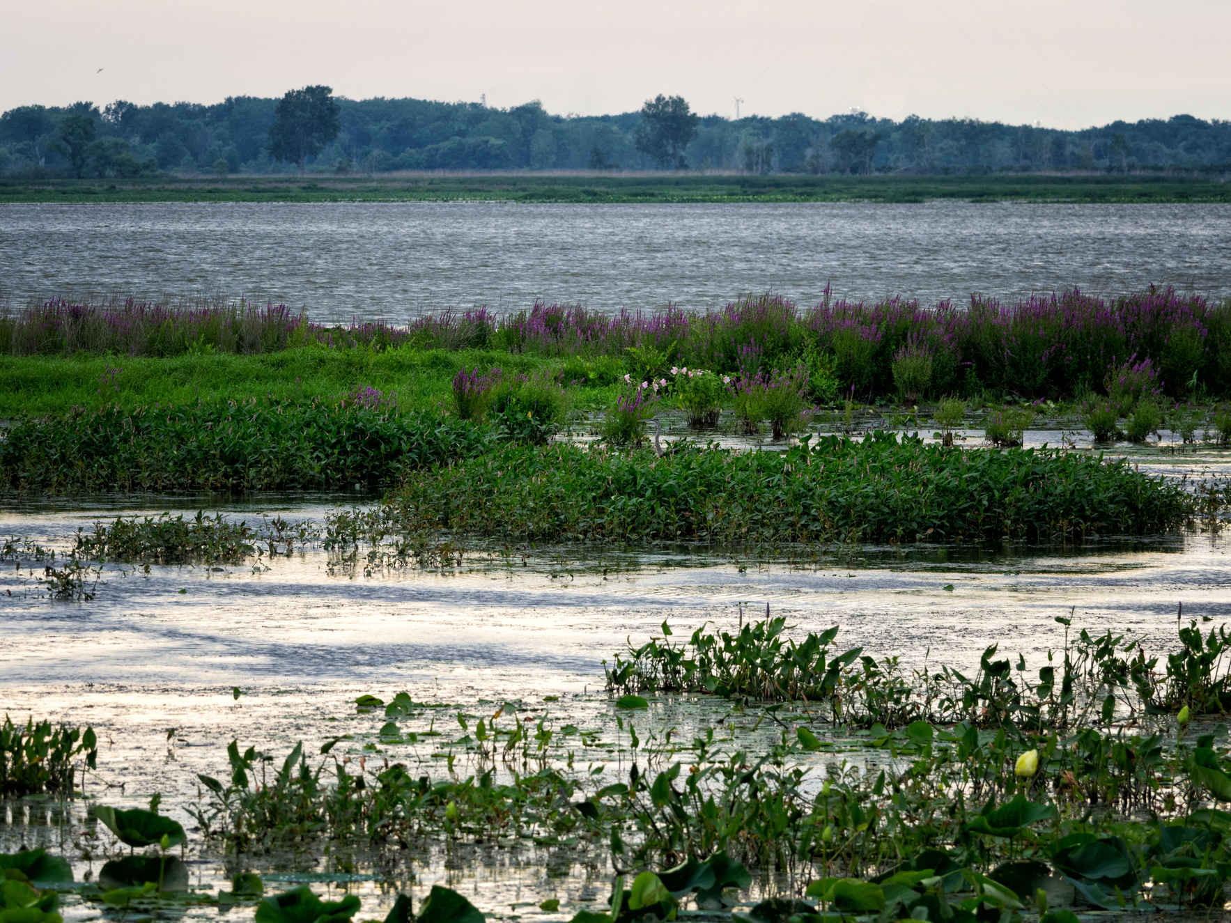 Protect and conserve the critical Lake Erie marshes for wildlife and people. image