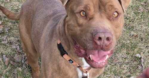 With Continued Community Support-Happy Tails Is Touching More Animals Lives image