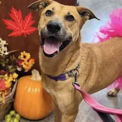 With Continued Community Support-Happy Tails Is Touching More Animals Lives image