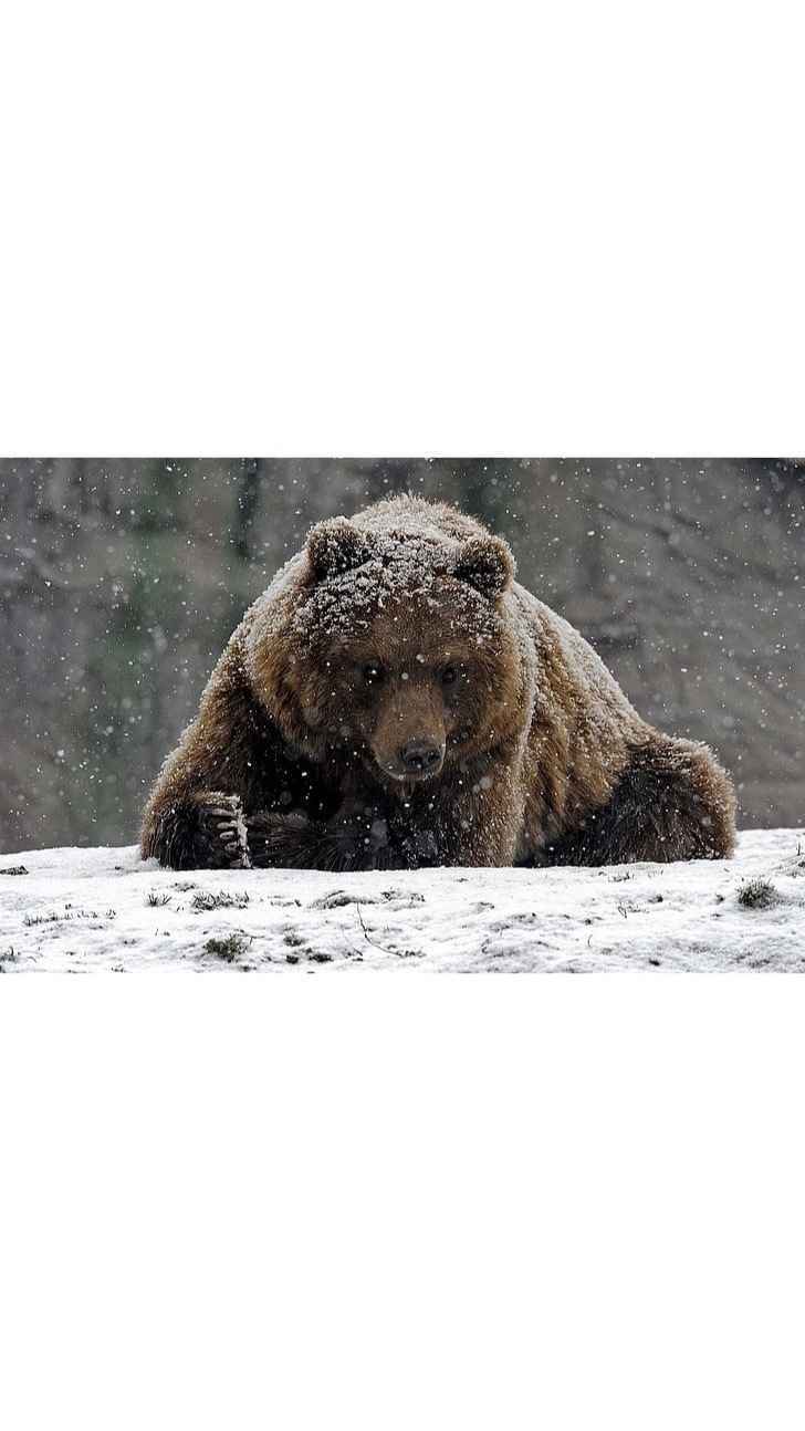 Donate Today and Contribute to Our Future Wild Animal Winter Shelter image
