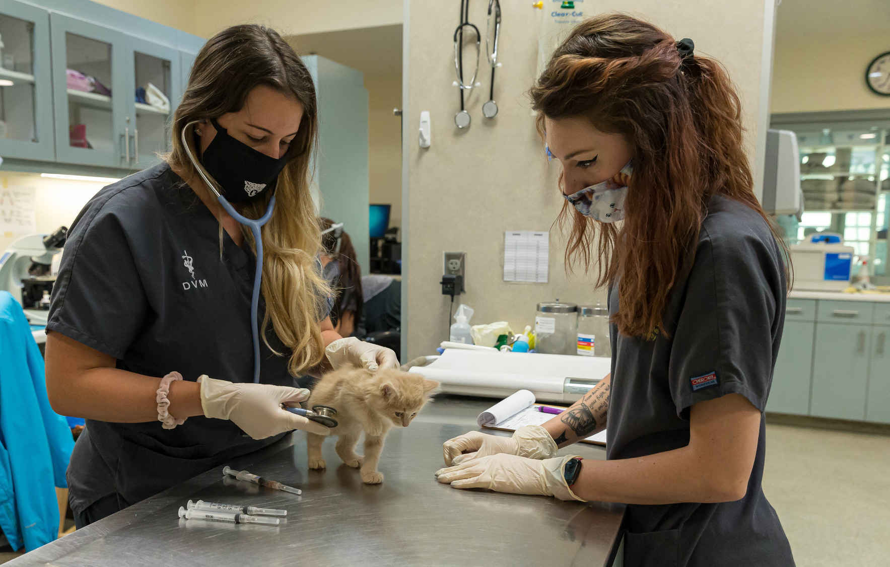 Veterinary Care for Homeless Pets - JHS Medical Fund image