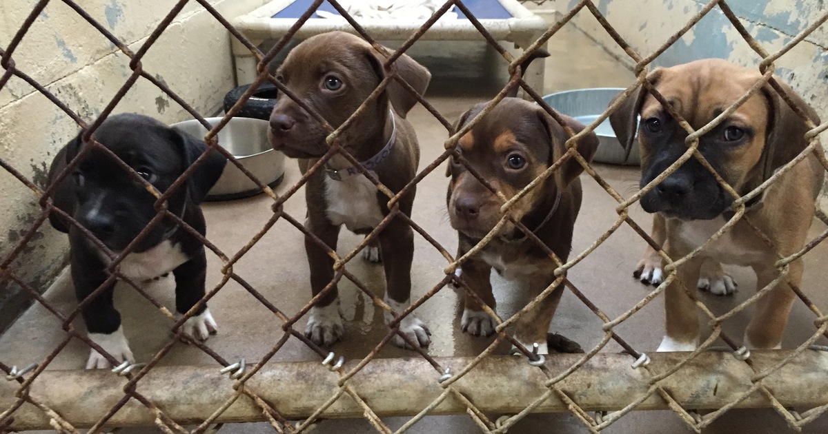 SPCA Suncoast WE NEED YOUR HELP! CAN YOU SPARE A LITTLE?