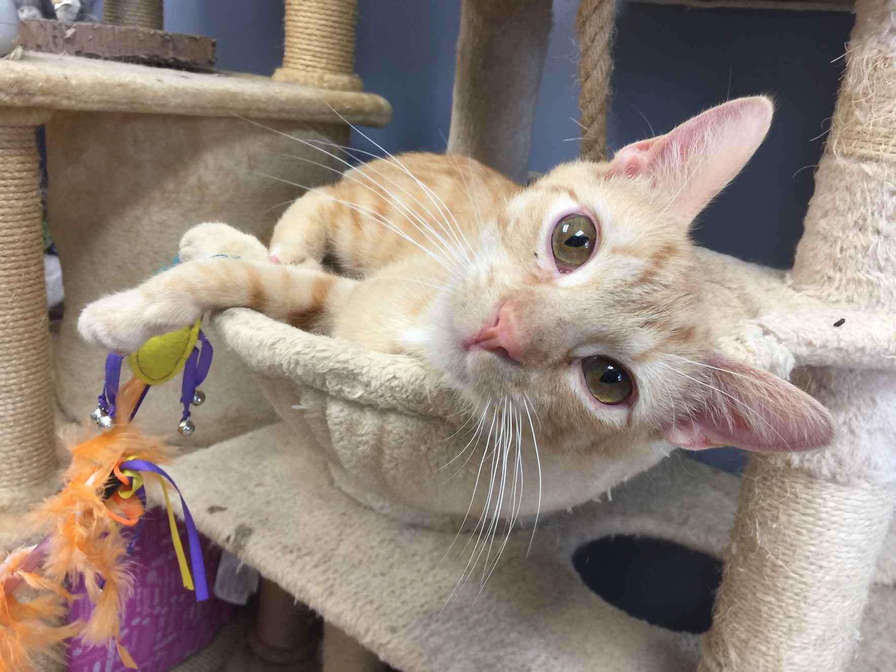 Become a Shelter Pet Sponsor image