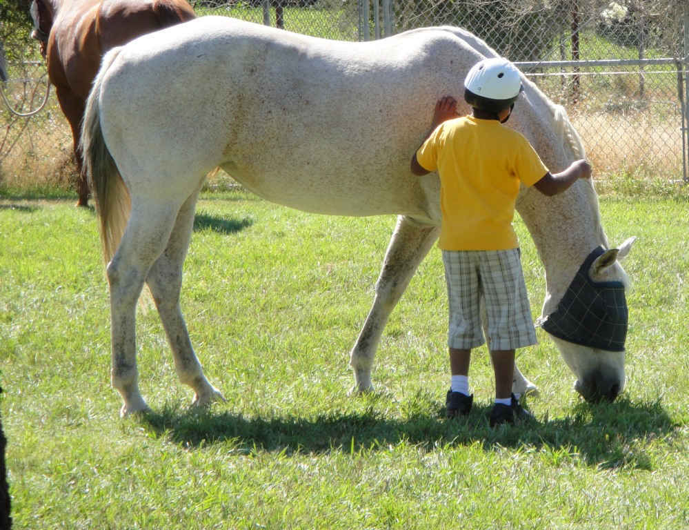 Help Heal Humans and Horses image