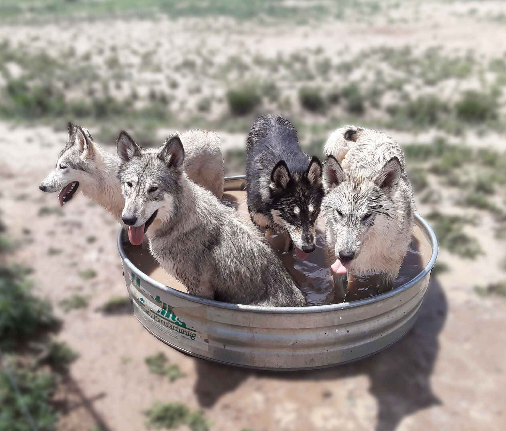 Donate Now to Contribute to Everyday Care Expenses for Our Rescues image