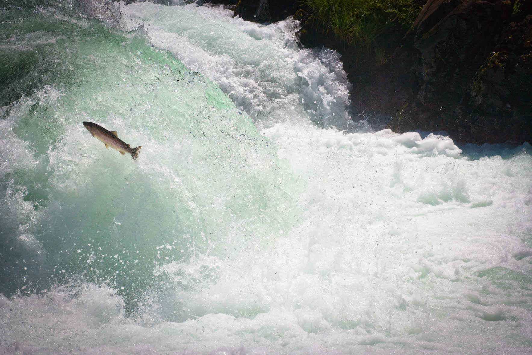 Support Wild Abundance. image