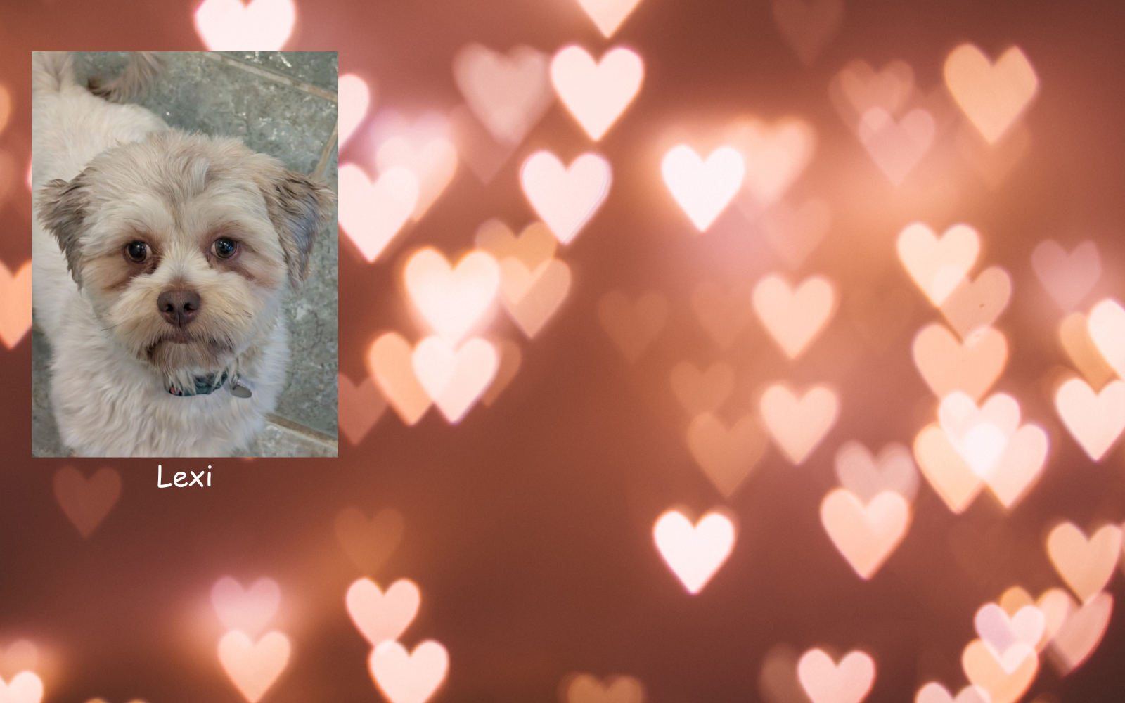 Please donate to Hart-2-Heart Rescue to help with medical care for discarded little dogs image