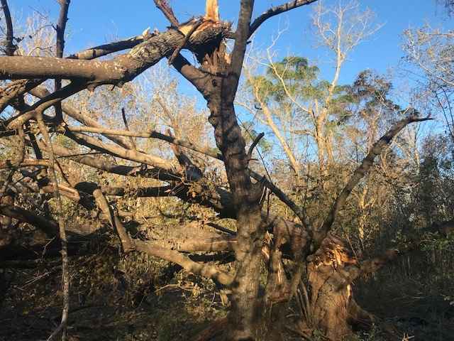 Help Woodlands Conservancy recover from Hurricane Zeta. image