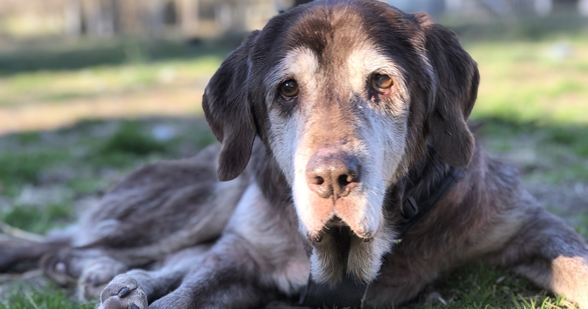 Monkey's House a Dog Hospice and Sanctuary 2020 Year End Giving Campaign