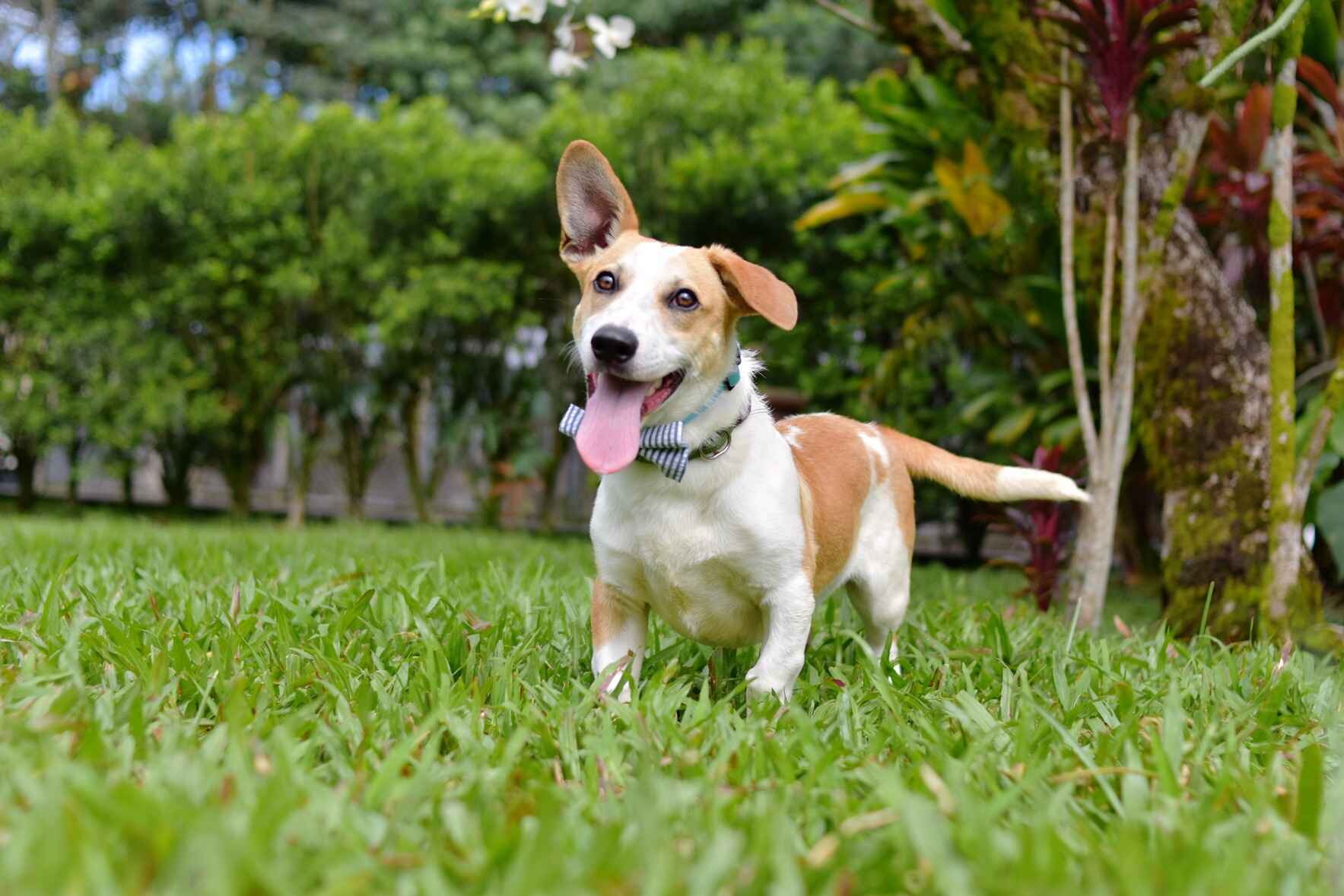 Inspire Others to Donate to Help Animals! image