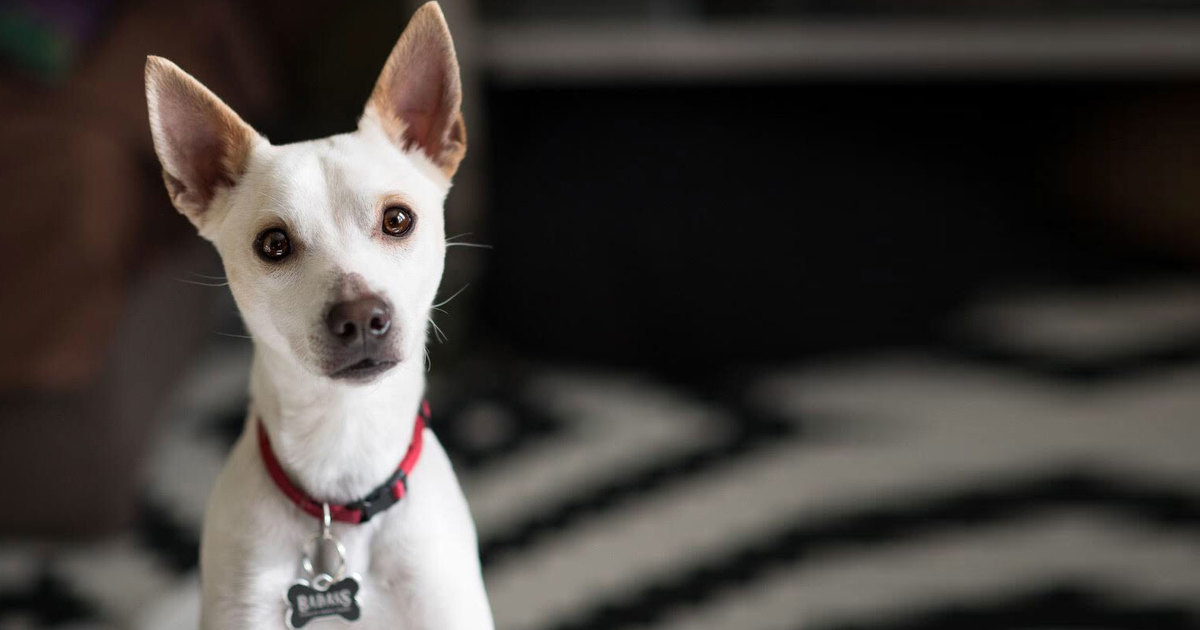 Donation to Badass Animal Rescue