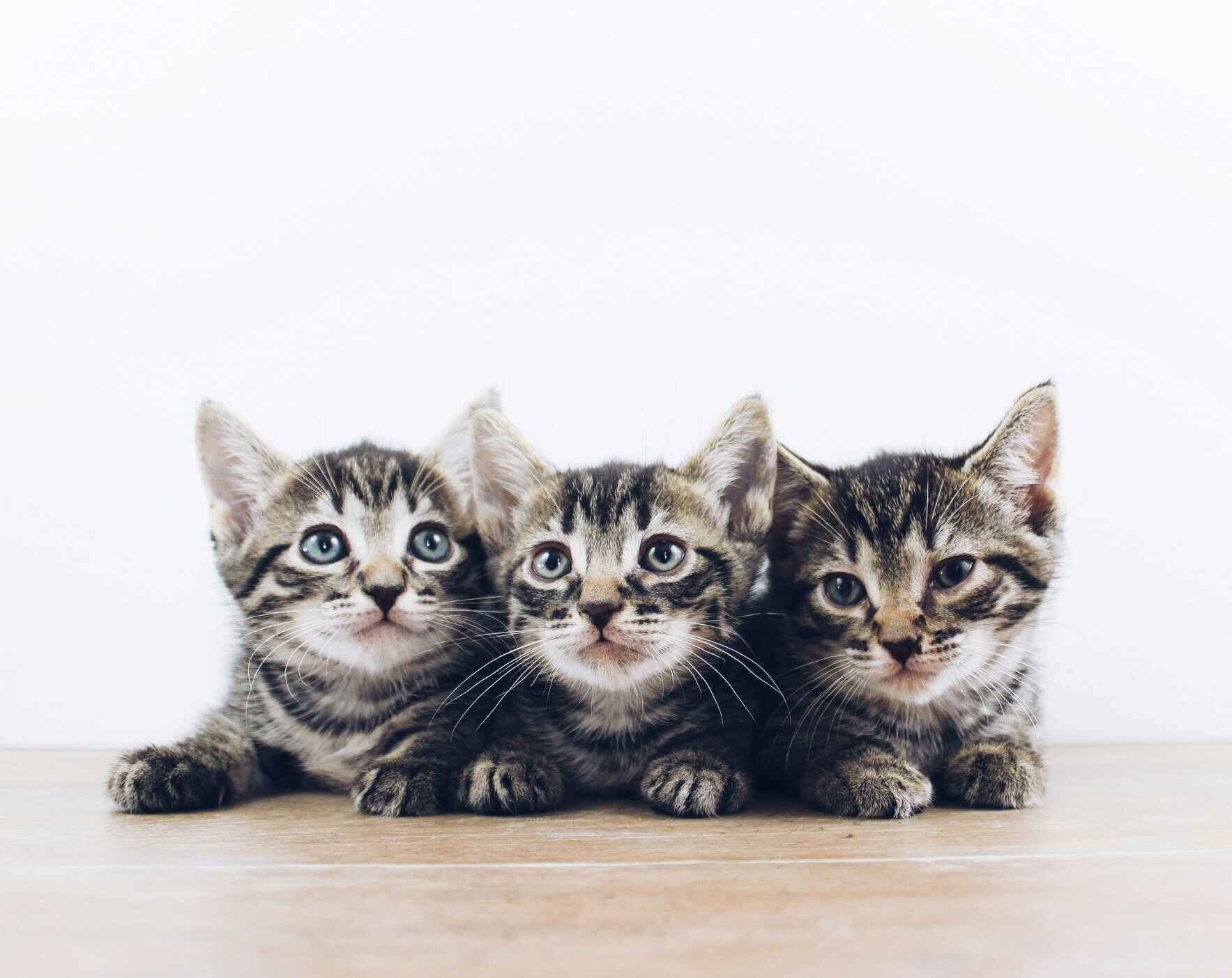 Help fund the Cat Adoption Program at PAWS image