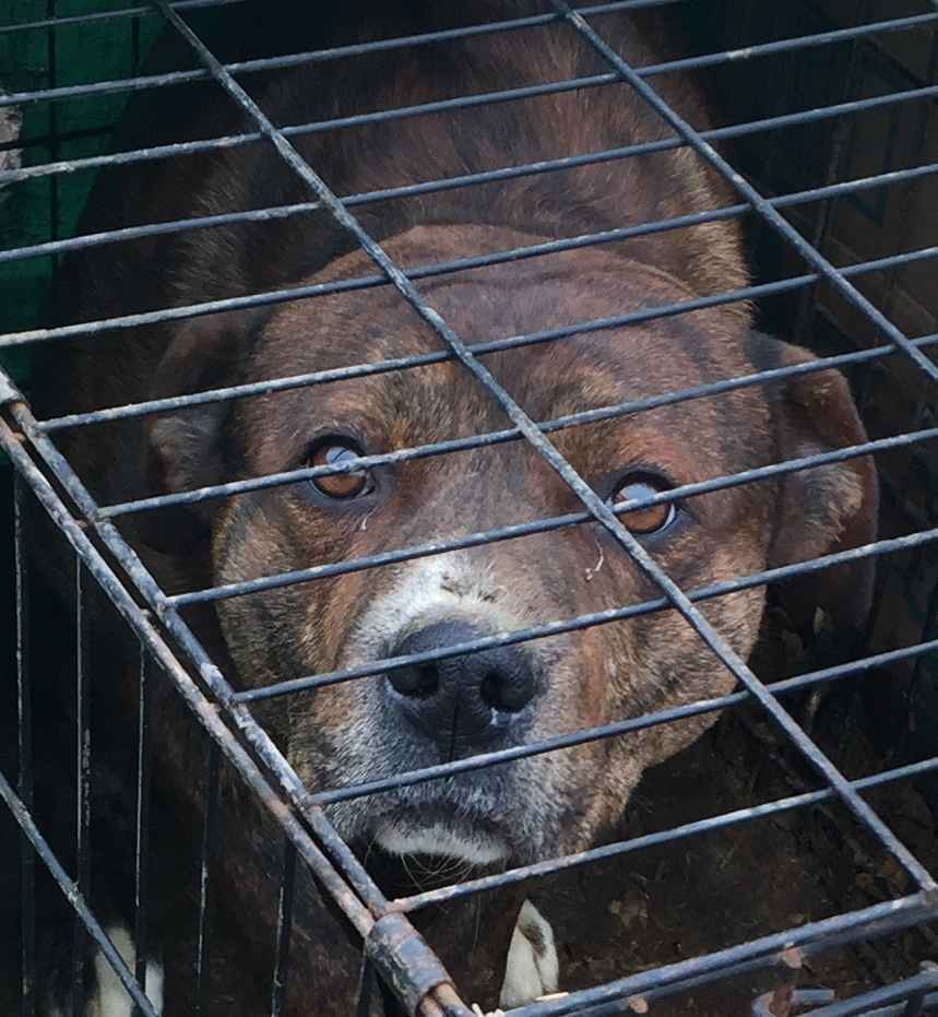 Hoarder Owner Dies, Pets in Desperate Condition image